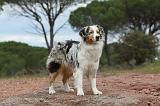 BERGER AUSTRALIEN 117